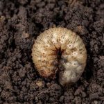 are grubs good for your garden