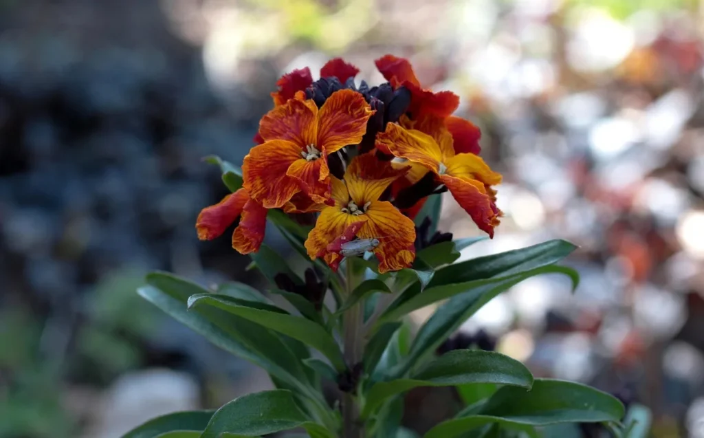 are wallflowers toxic to cats