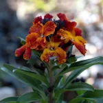 are wallflowers toxic to cats