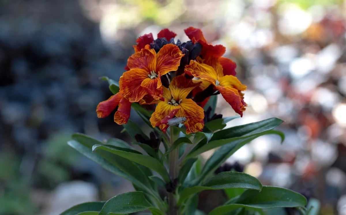 are wallflowers toxic to cats