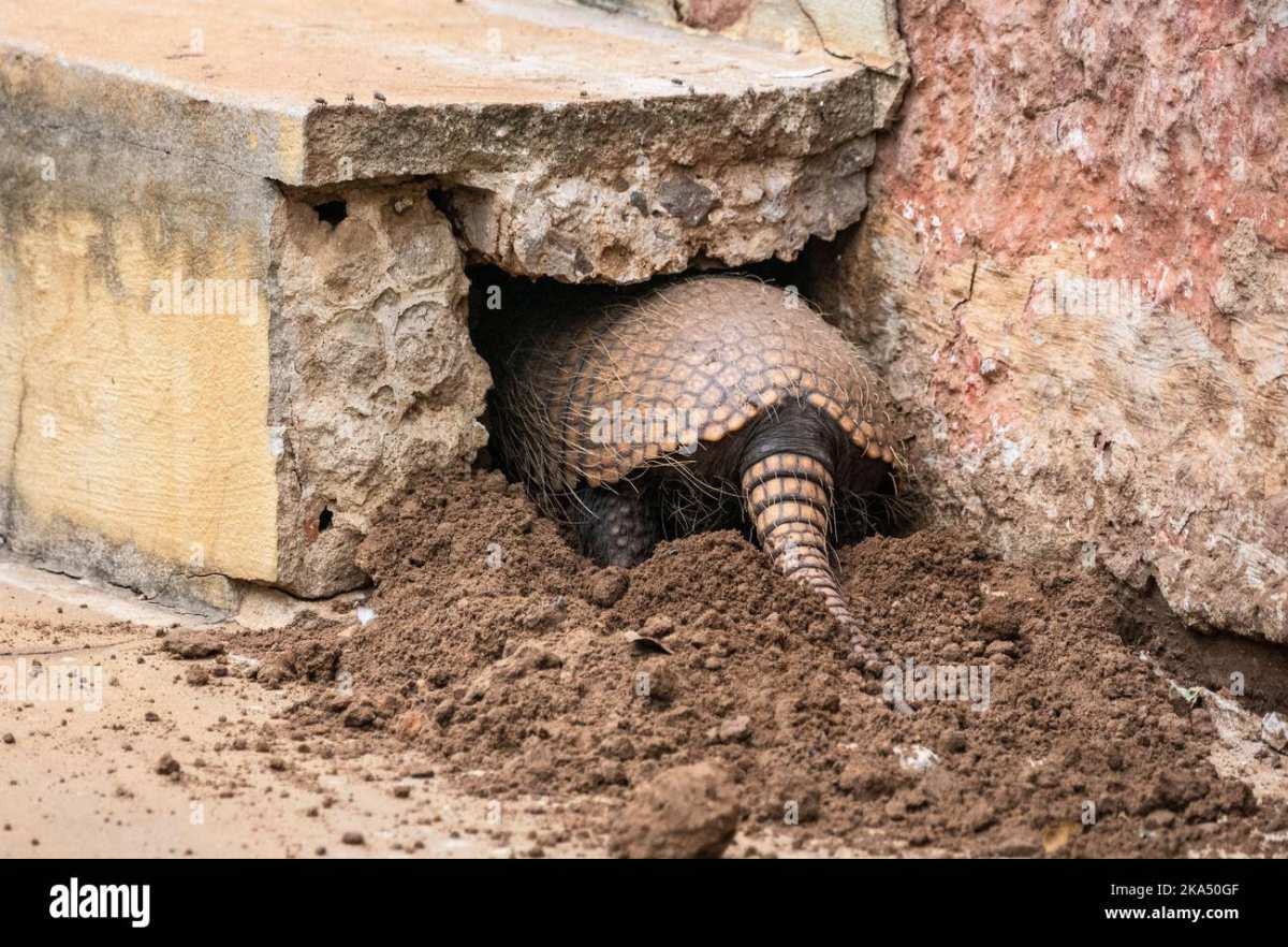 armadillo digging deep hole lawn