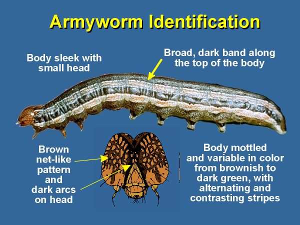 armyworm vs grub