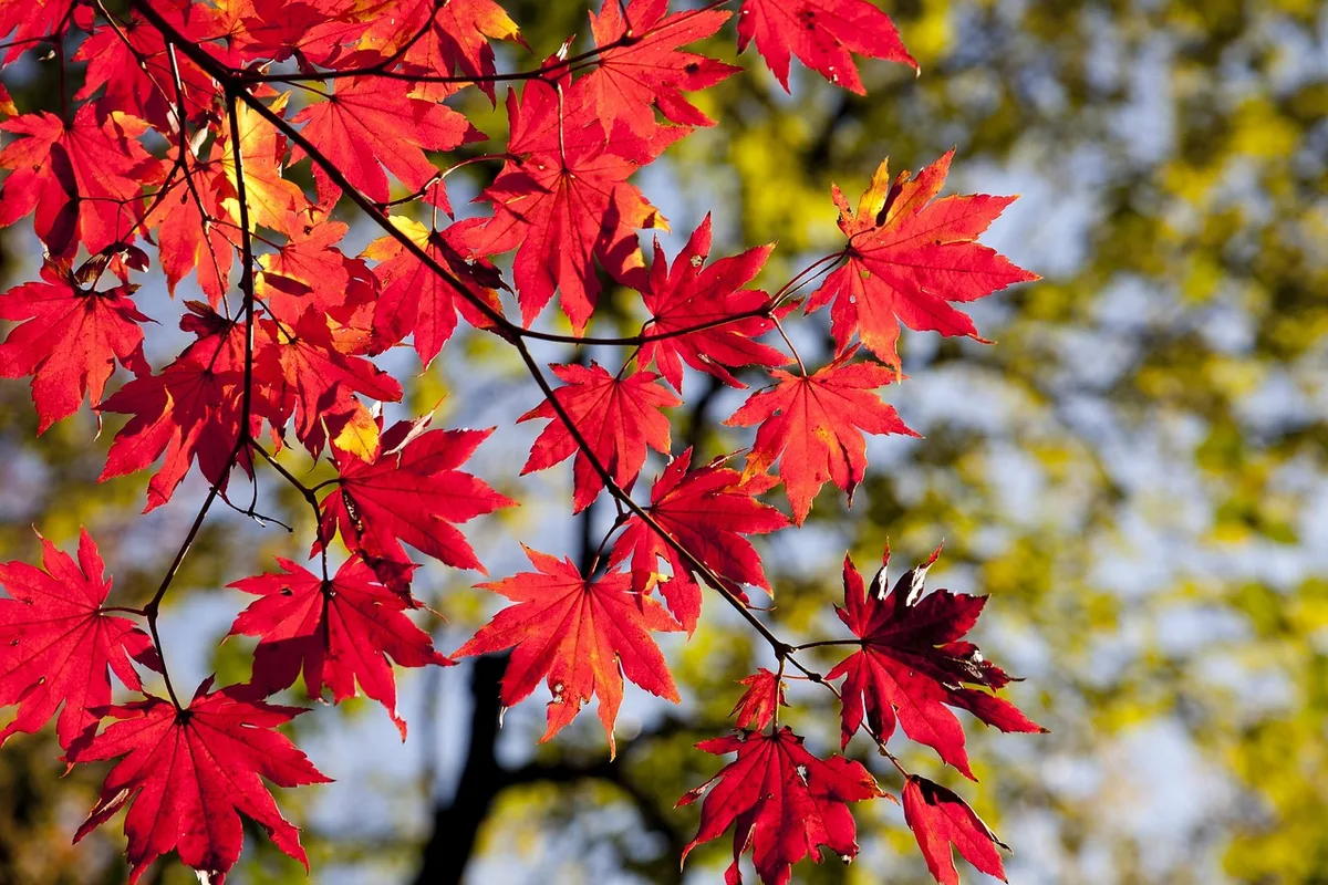 autumn blaze maple