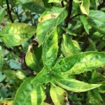 basil downy mildew leaf underside
