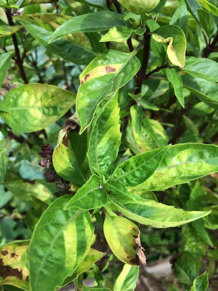 basil downy mildew leaf underside