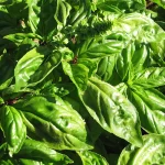 basil downy mildew symptoms