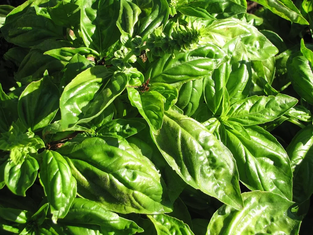 basil downy mildew symptoms