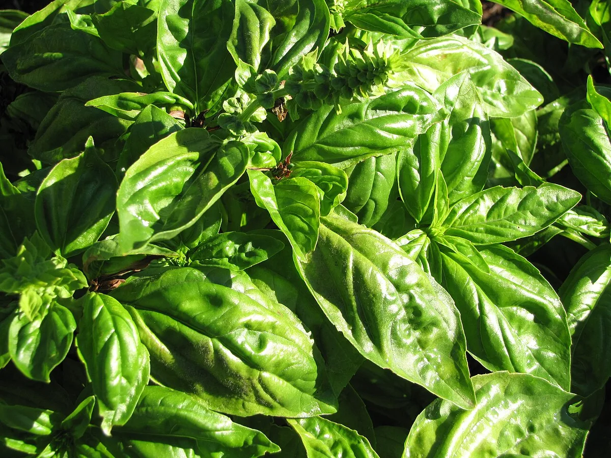 basil downy mildew symptoms