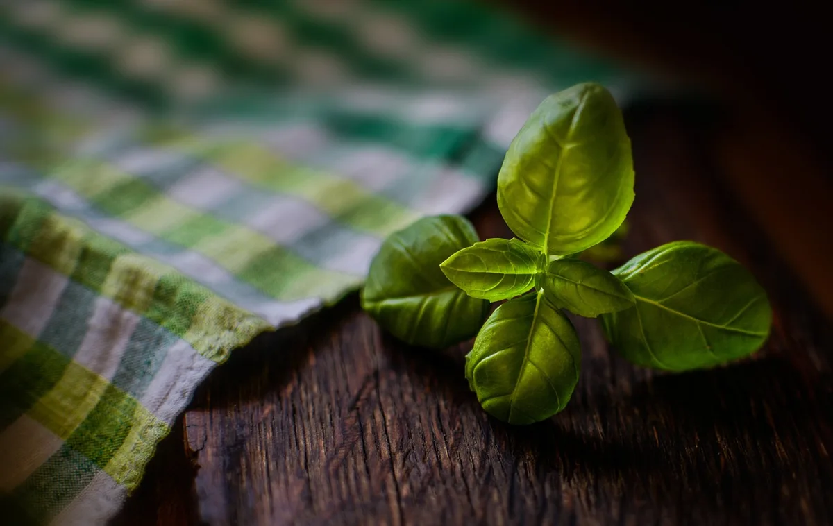 basil plant with curling leaves close up