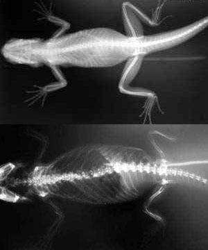bearded dragon calcium deficiency symptoms