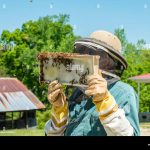 beekeeper inspecting brood frames in Langstroth hive
