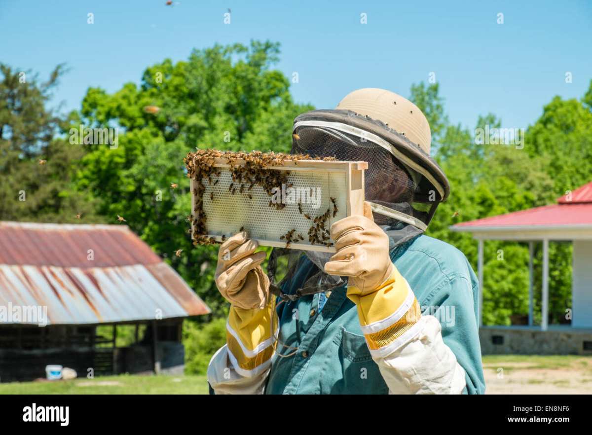 beekeeper inspecting brood frames in Langstroth hive