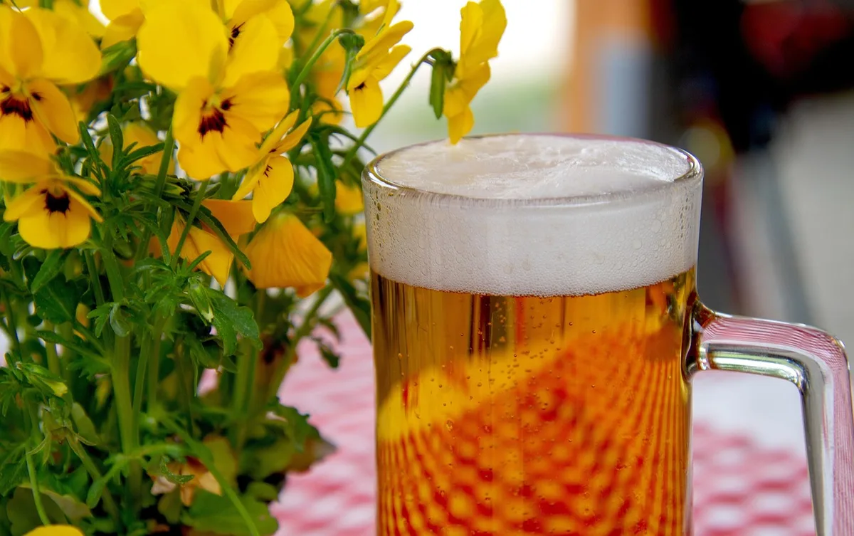 beer trap for slug control in garden