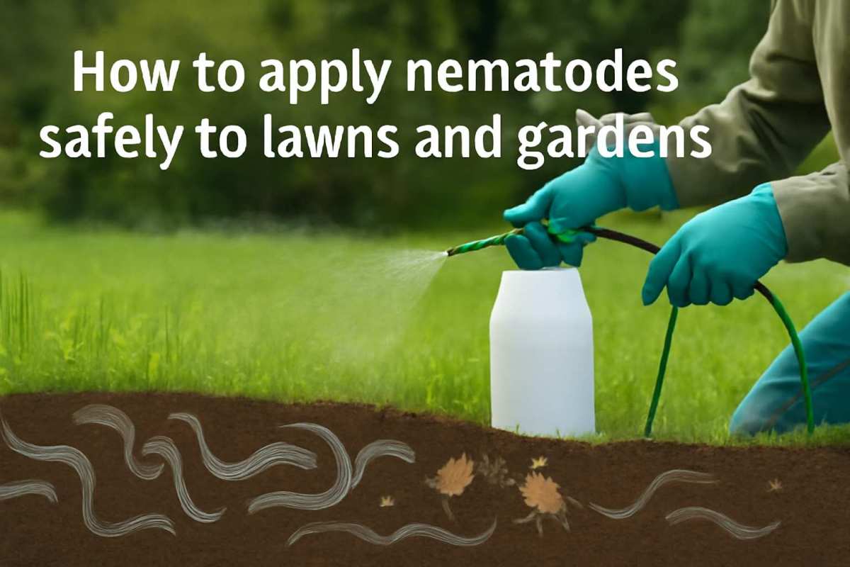 beneficial nematode application lawn soil