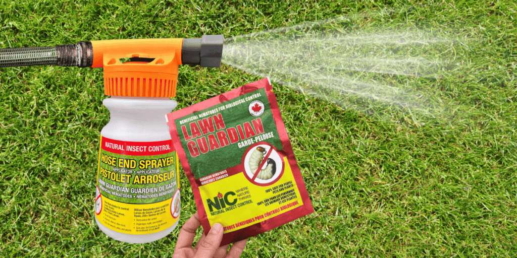 beneficial nematodes application