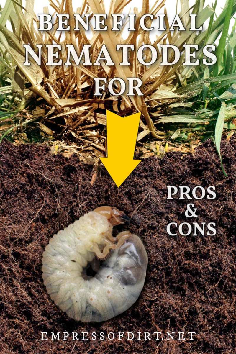 beneficial nematodes application