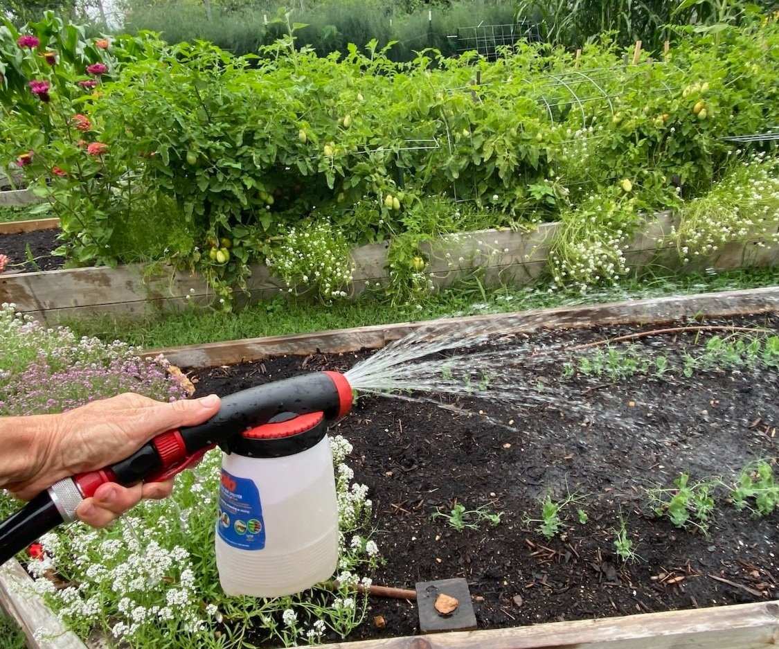 beneficial nematodes application