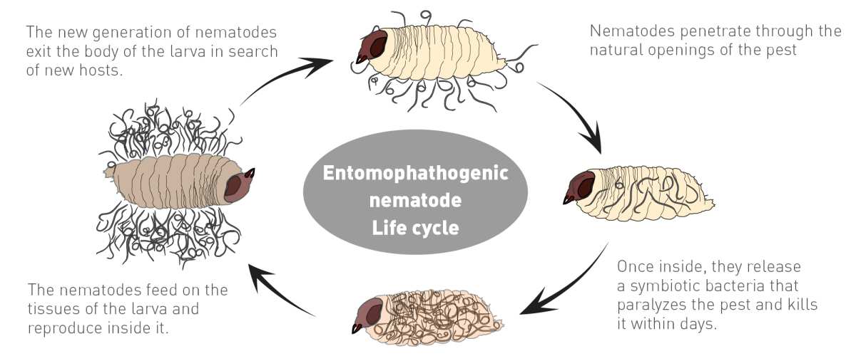beneficial nematodes biological control