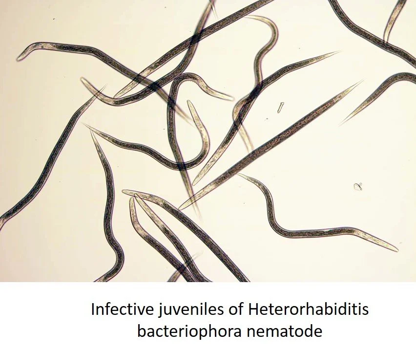beneficial nematodes for grub control