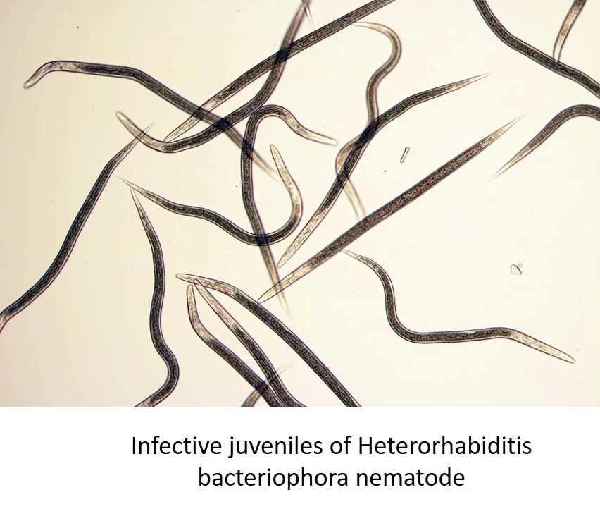 beneficial nematodes Heterorhabditis