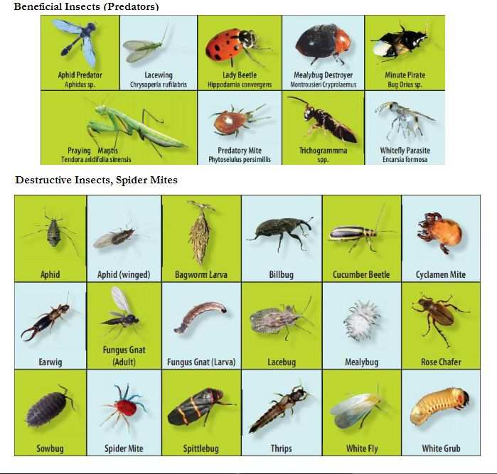 beneficial vs harmful insects diagram