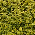 best time to trim privet hedge