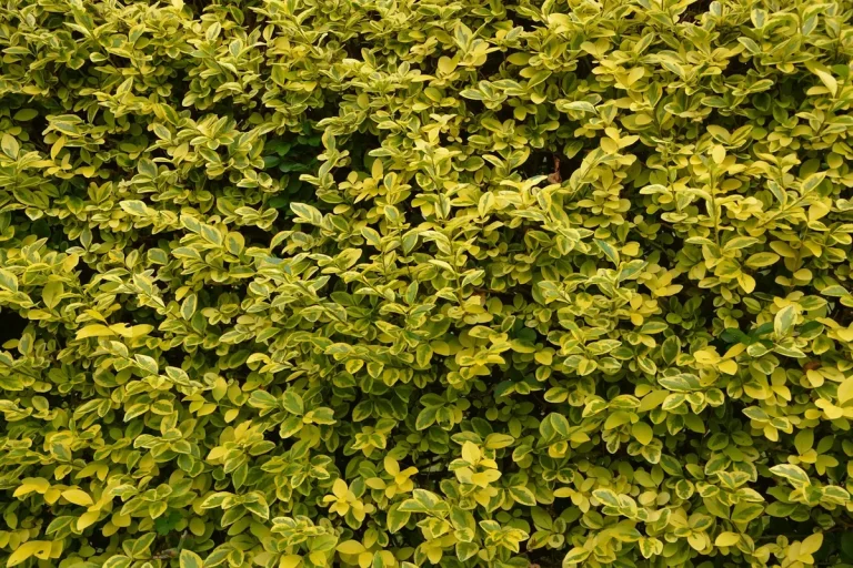best time to trim privet hedge