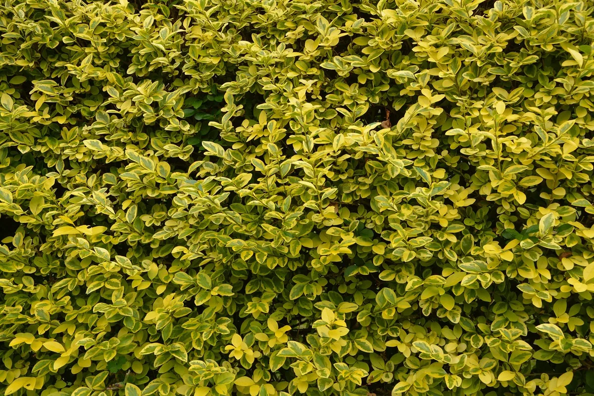 best time to trim privet hedge