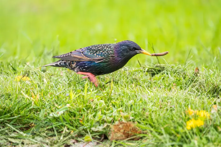bird foraging for grubs in lawn