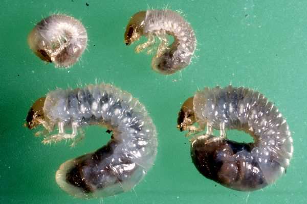 black beetle grub vs grass grub comparison