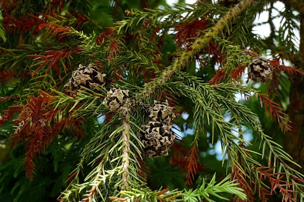 black dragon cryptomeria problems