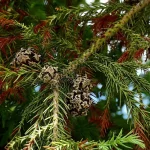 black dragon cryptomeria problems