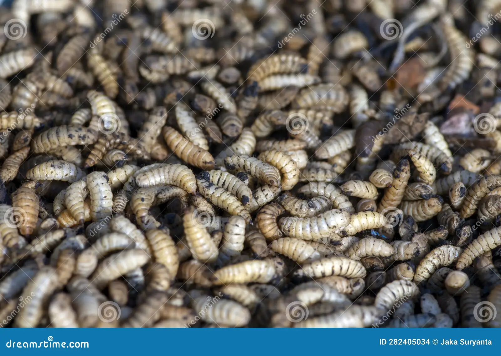 black soldier fly larvae