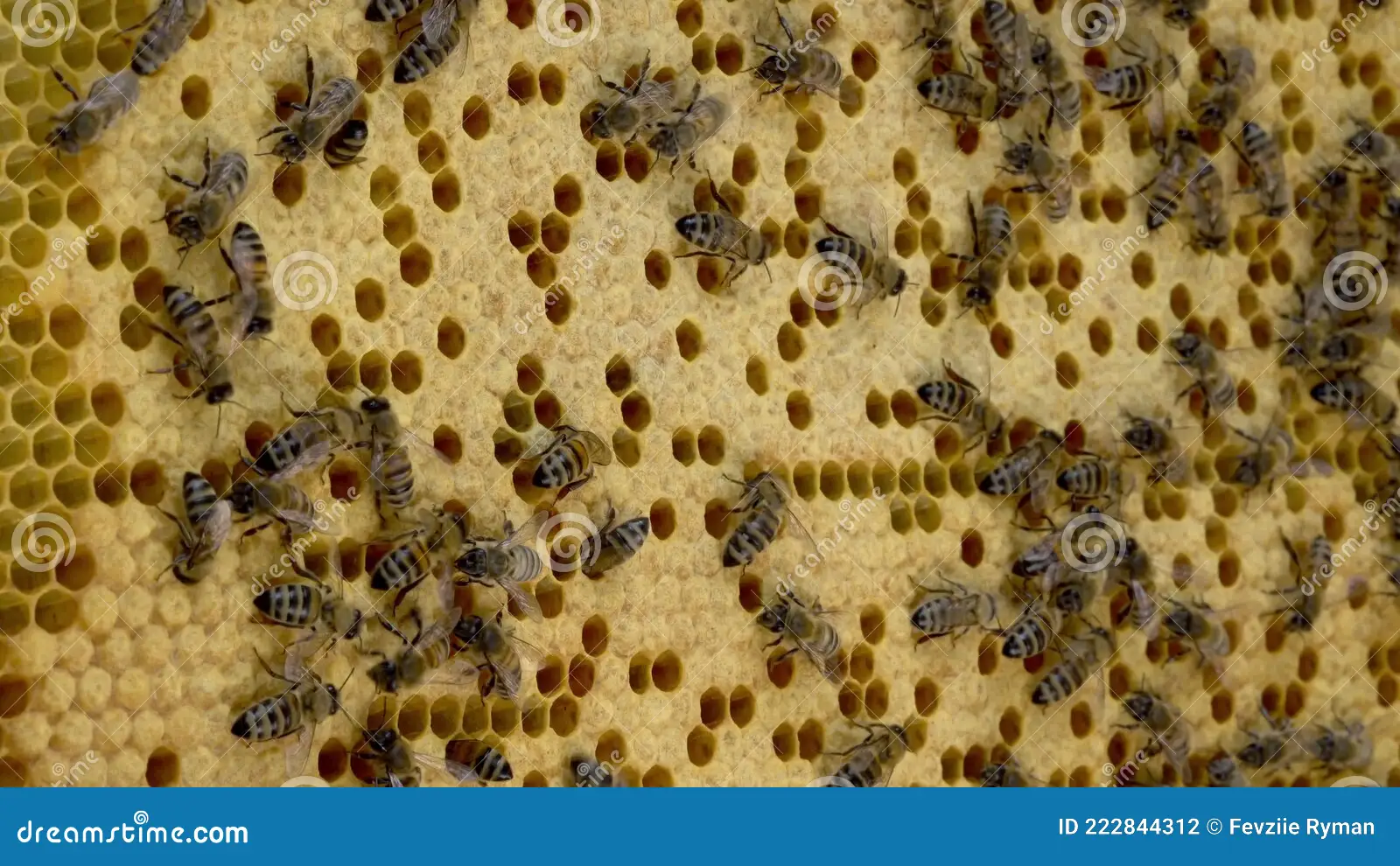 brood frame with capped worker brood pattern