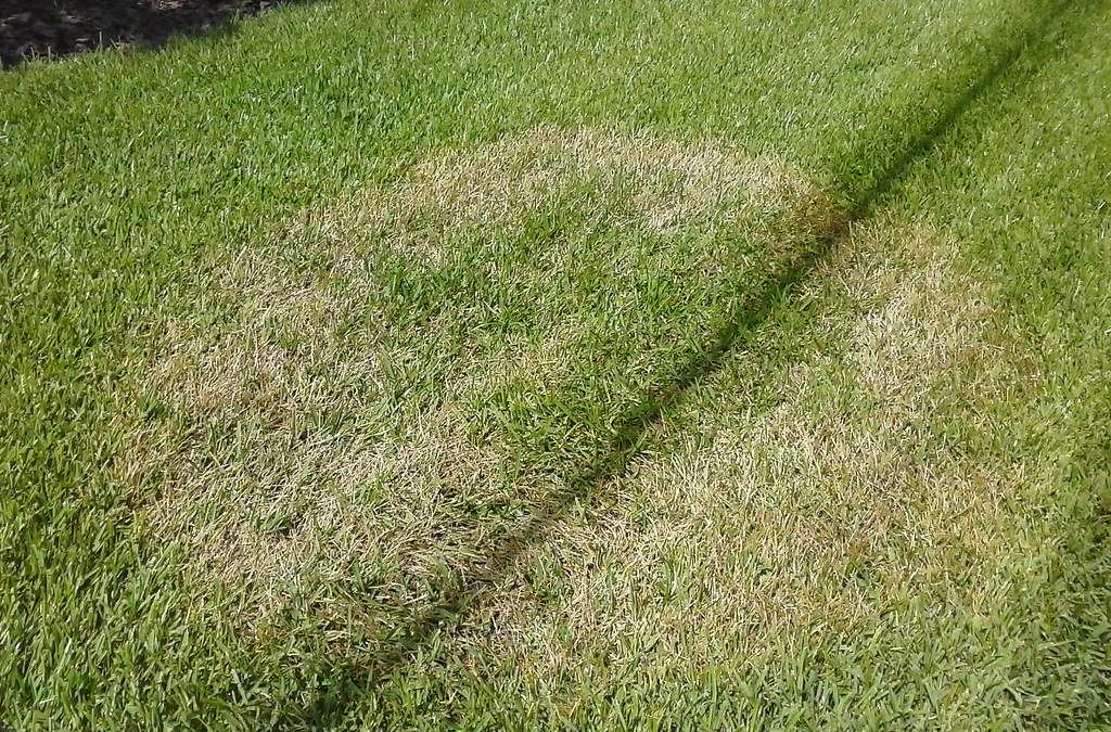 brown patch disease vs grub damage