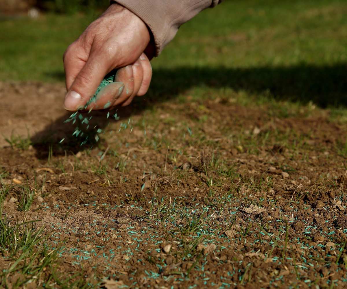 brown patch lawn grub damage recovery