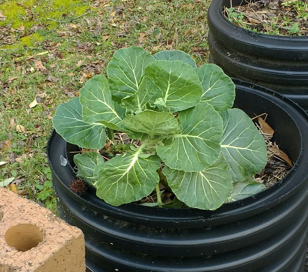 Brussels sprouts turning purple after frost