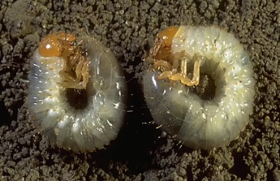 C-shaped white grub identification