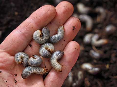 C-shaped white grub larva in soil