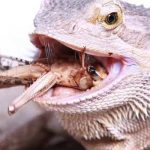 can bearded dragons eat grub worms