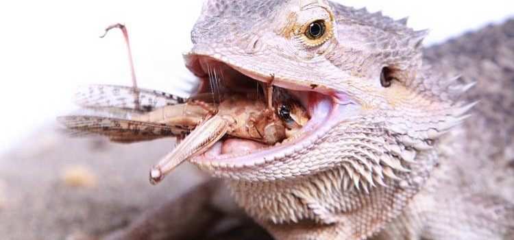 can bearded dragons eat grub worms
