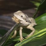 can bearded dragons eat grubs