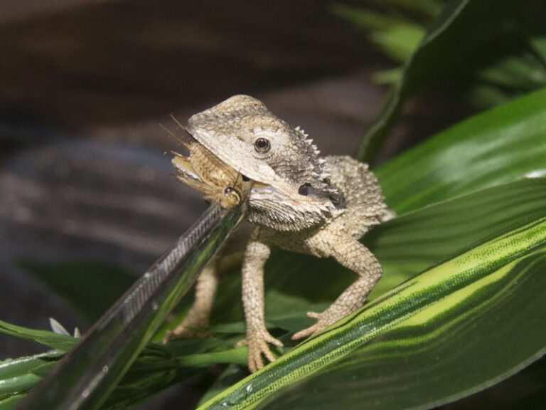 can bearded dragons eat grubs