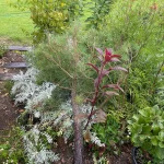 can cat pee kill plants