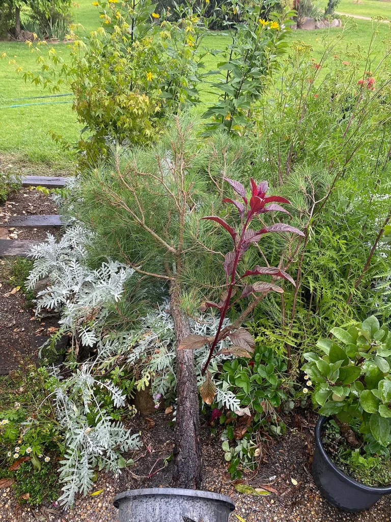 can cat pee kill plants