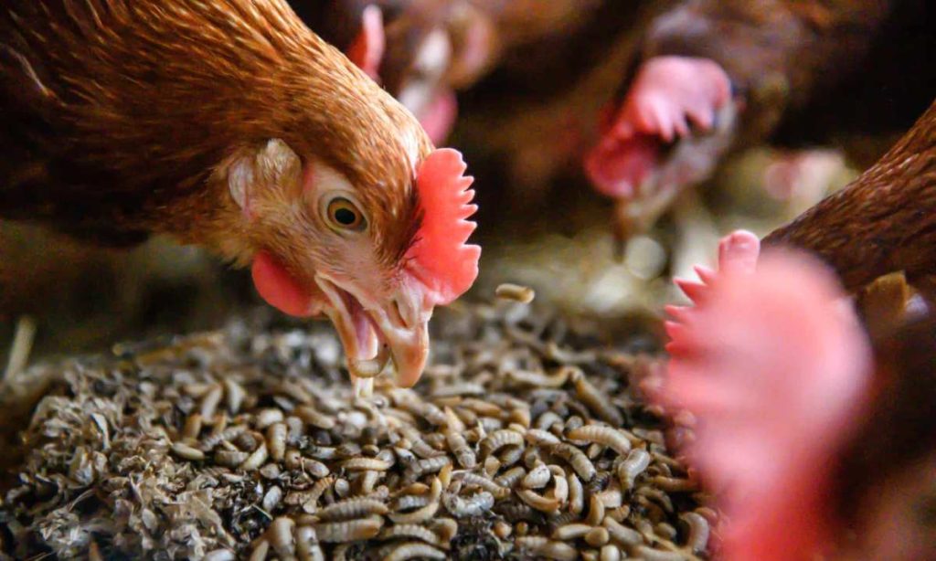 can chickens eat grubs