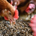can chickens eat grubs