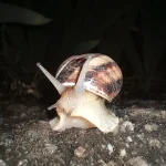 can slugs feel pain