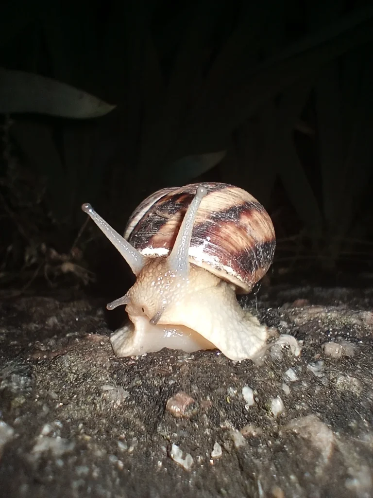can slugs feel pain