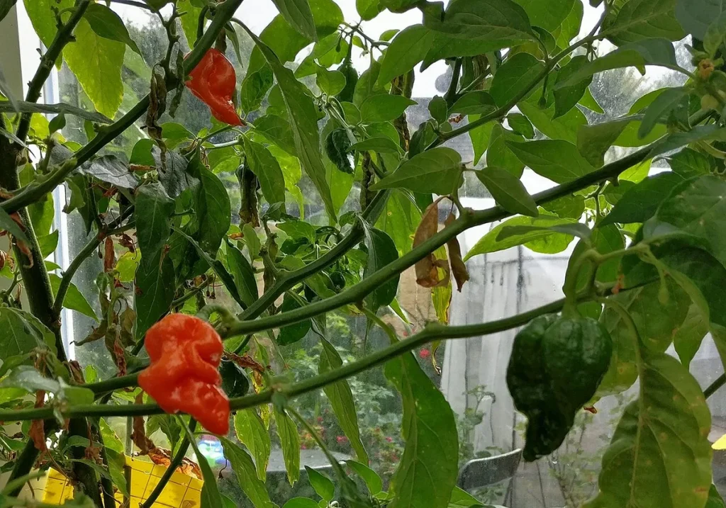can you grow dragon fruit in michigan
